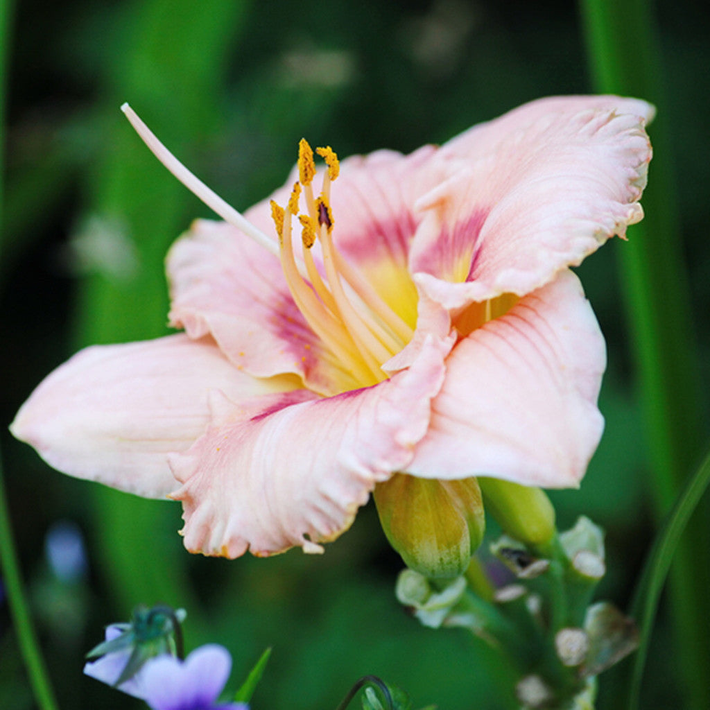 Feeling Exotic? Bewitching?